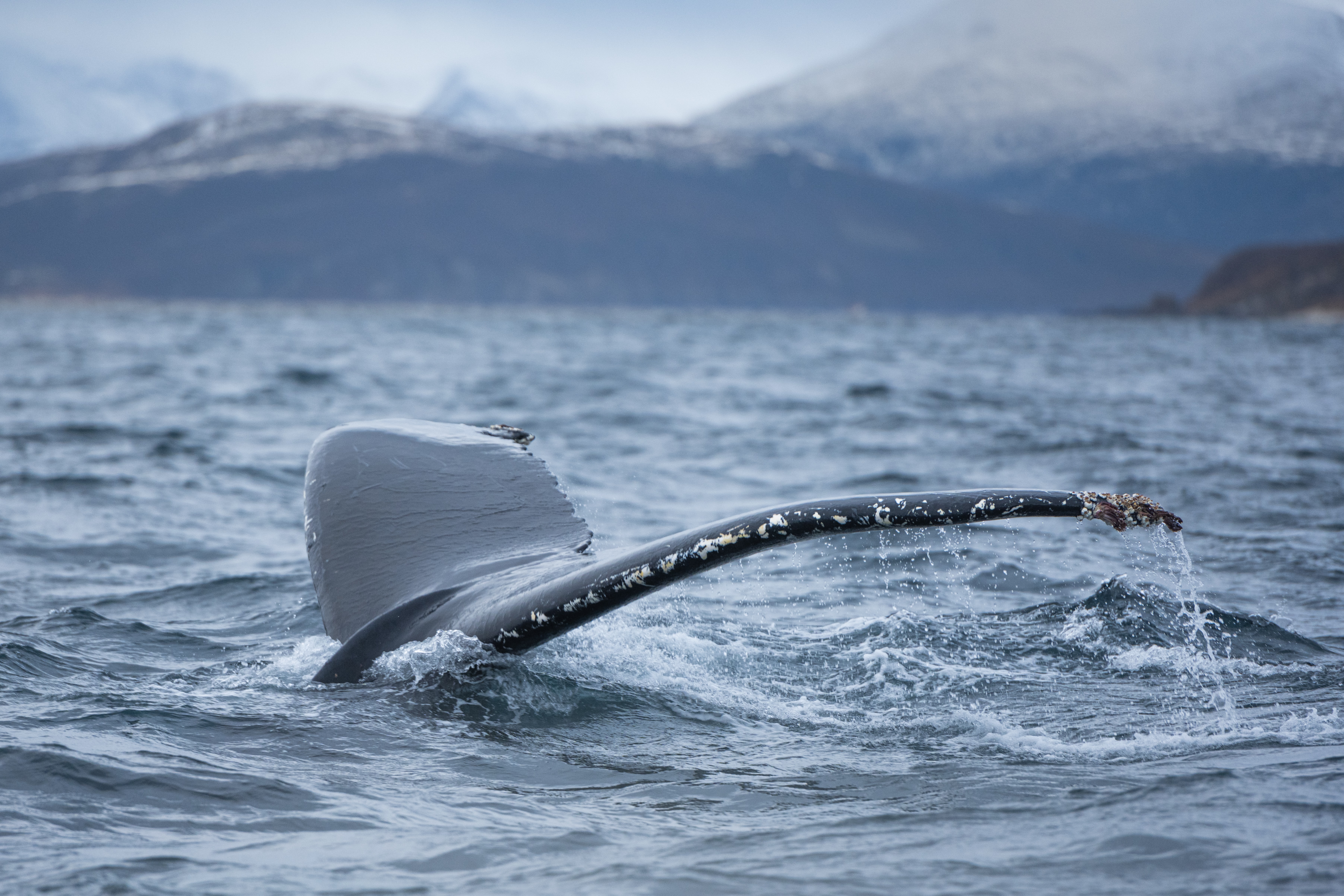 Humpback whale, Skjervøy